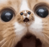 cat-screem