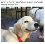 when-ur-human-says-who-s-a-good-boy-and-u-already-403132-1123126085