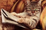 kot come on meow