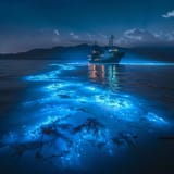 luminous_night_seas_beautiful_glowing_dots_all_of_you