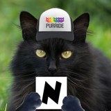 cat-N1