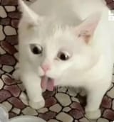 1628653402257