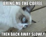 Coffee_Memes_2_480x480