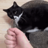 cat-bump