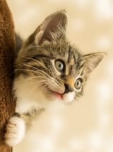 psst