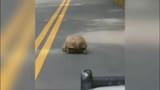 0716_n13_marion_county_slow_pedestrian_tortoise