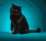 cat-take-a-drag
