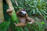 sloth-banner-768x512[1]