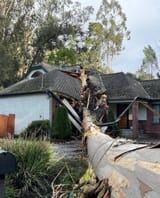 huge-eucalyptus-tree-smashed-through-this-house-in-v0-x9dxkd5u2bba1