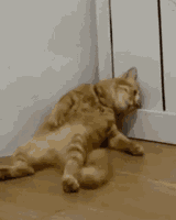 fatiguecat