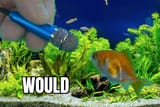 absolutely would