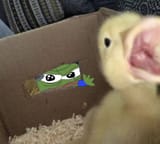 pepeduckbox