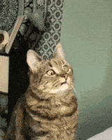 confused-cat