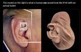 ear