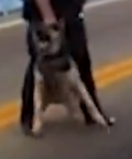 2025-07-19 21_51_33-E X X ➠A L E R T S on X_ _ALERT_ 🚨 Officers get tough with anti-ICE agitators o