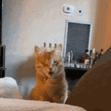cat-shocked-face