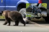 trail tails