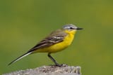 Western Yellow Wagtail
