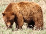 YS08 cinnamon black bear 102_6272