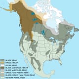 bears