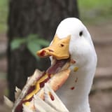 duckeatdog