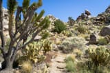 Mojave-2017-110_new-36316175
