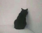 catwall
