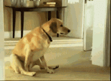 lootnscoot