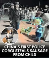 filthycommunistcorgithief