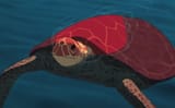 red turtle