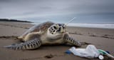 sea-turtle-with-straw-up-its-nose