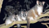 ring_tailed_possum