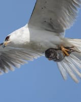 Smug falcon
