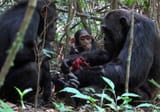 begging-chimps_2017_06_28
