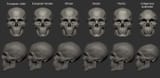 Skulls by race