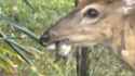 deer_thumb.jpg