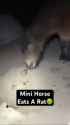 rat_thumb.jpg