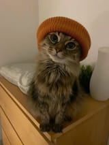 catinthehat