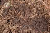 large-forest-anthill-ants-close-up-large-forest-anthill-black-ants-close-up-384863951