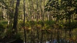 beaver_forest