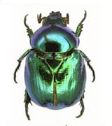 beetle png