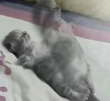ghost-cat