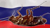 Russia_cockroach