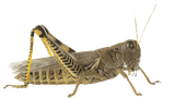 _gluster_2025_5_23_6553a8cfa1f559cb65eac5c61dda4ed4_original.423258