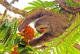 Pale-Throated Three-Toed Sloth