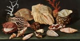 Jacques Linard (Troyes, Champagne, Kingdom of France 1597-1645 Paris, Kingdom of France) Still life of shells and coral on a table draped with a green cloth - Oil on oak panel-min
