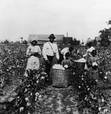 cotton-picking-11927592.jpg