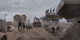 elephants