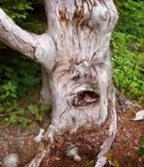pareidolia-pictures-tormented-tree