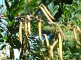 Pea shrub